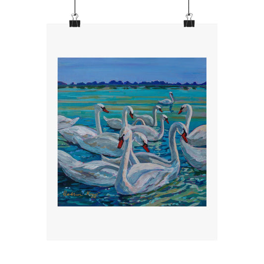 Bevy of Mute Swans— Matte Paper Poster Reproduction
