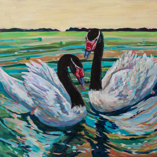 Black neck swan duo