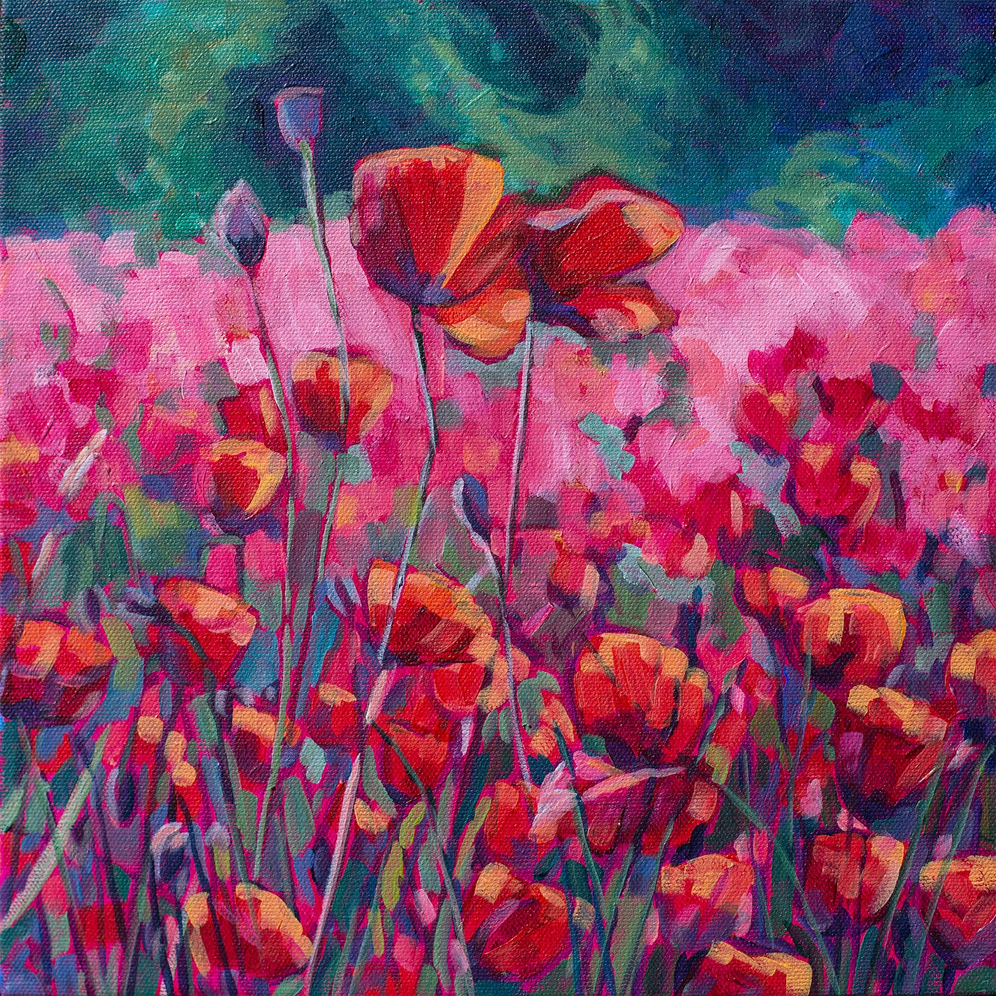 red poppies in field