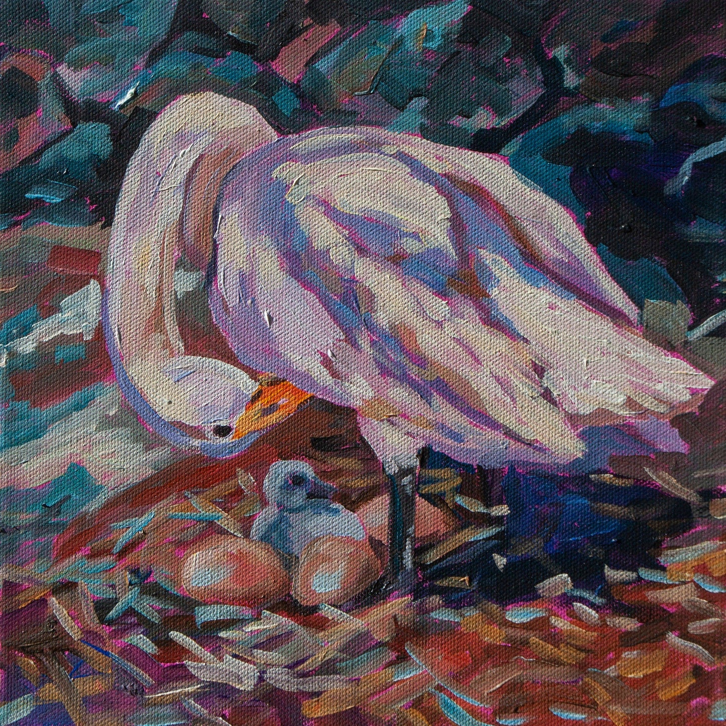 whooper swan watching nest for hatchlings