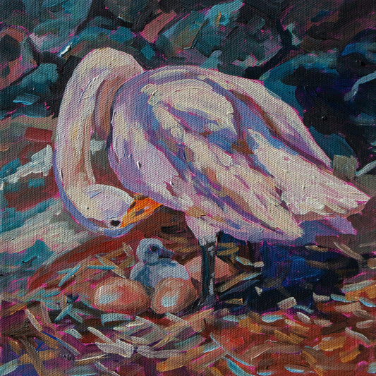 whooper swan watching nest for hatchlings