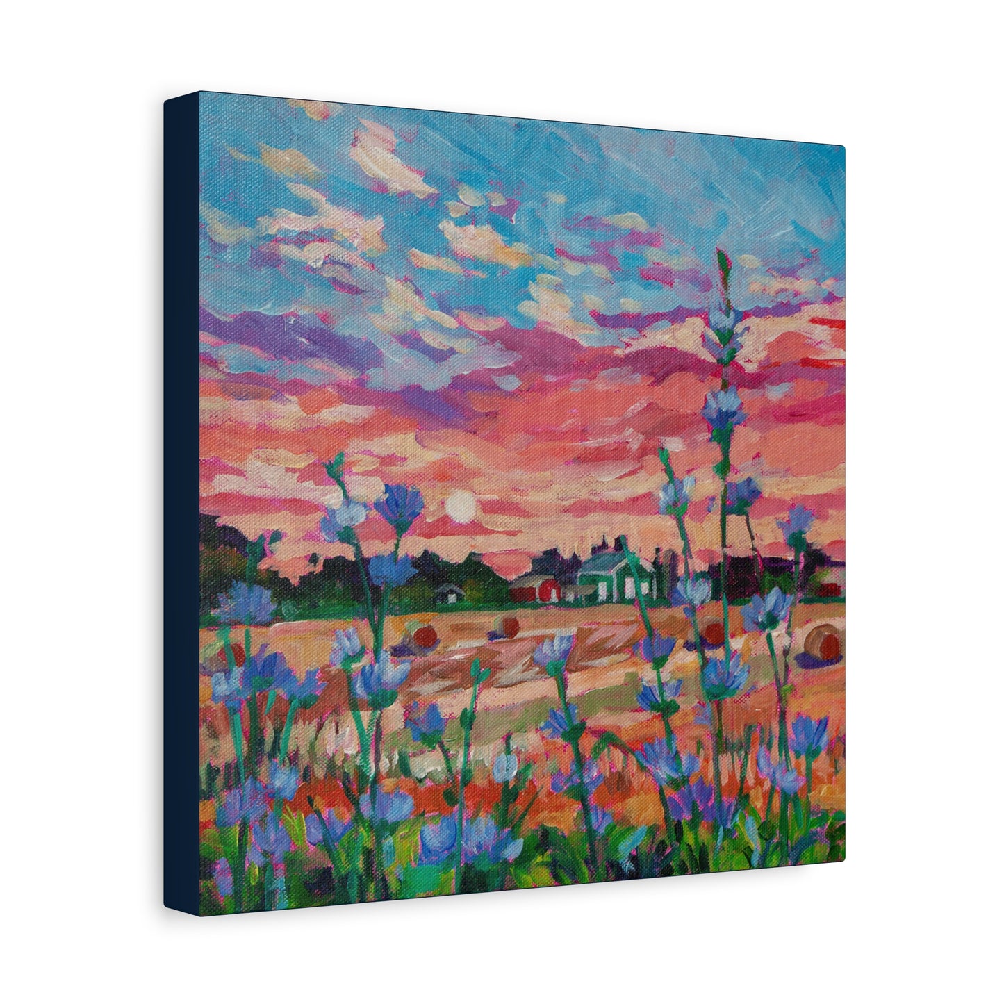 Chicory at Sunrise—Matte Canvas, Stretched, 1.25"