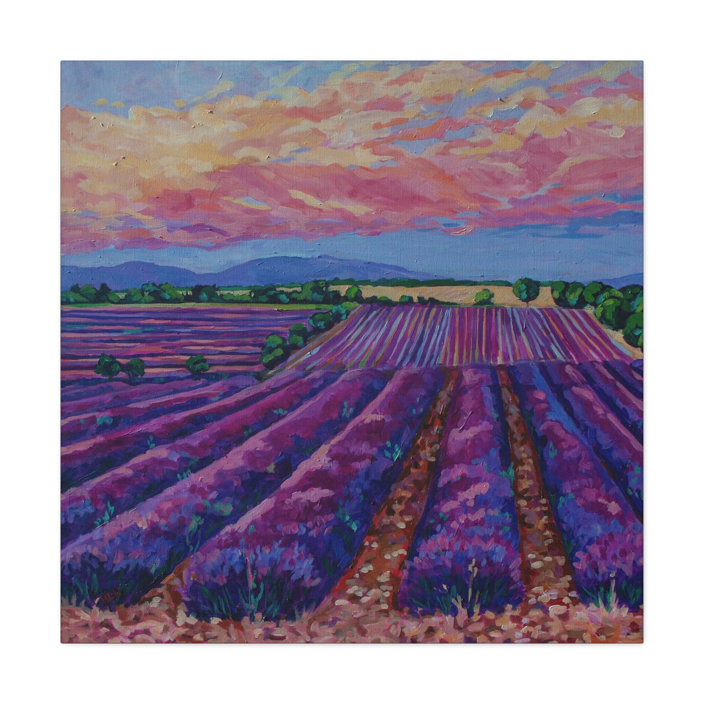 Lavender field at Sunset —Matte Canvas, Stretched, 1.25"