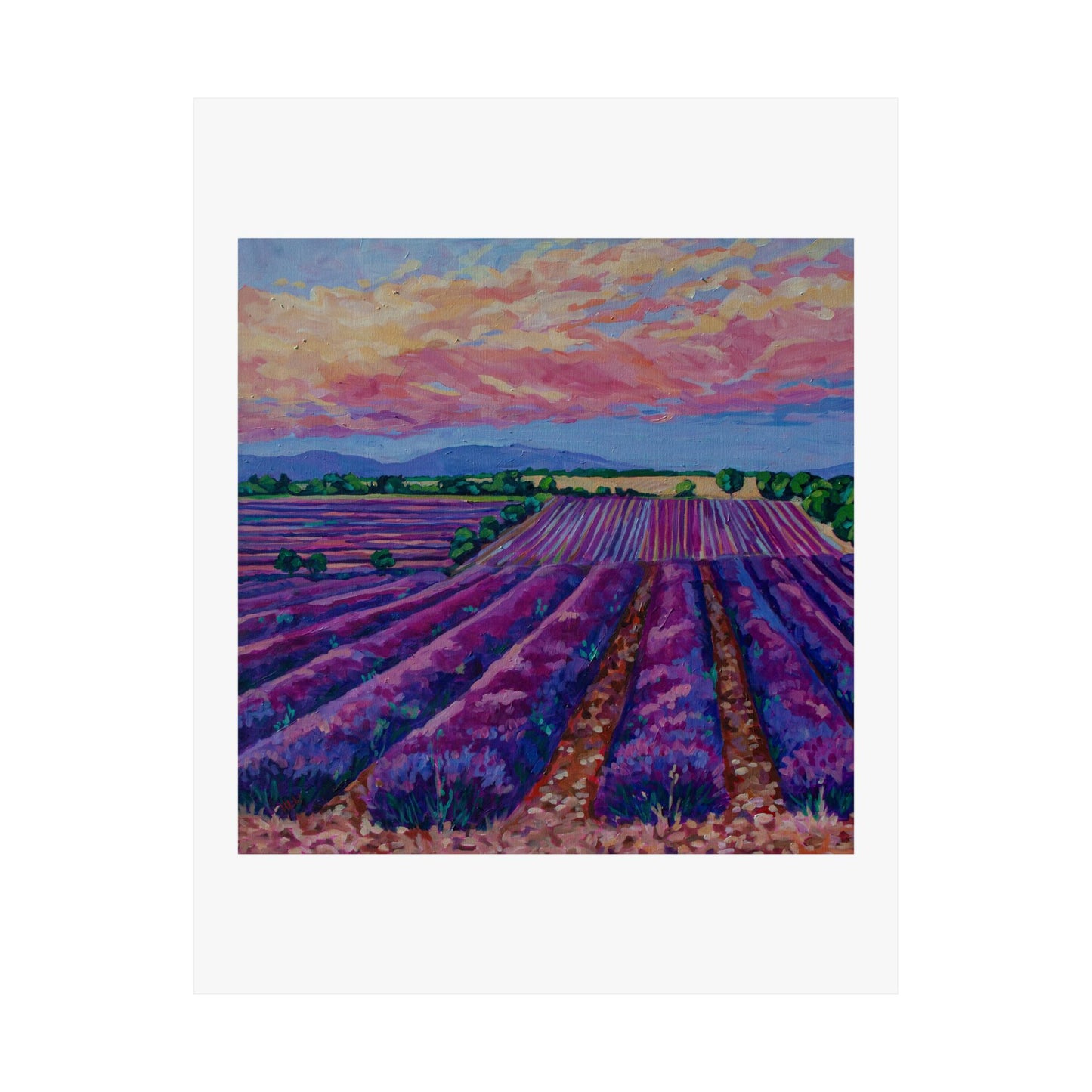 Sunset over the Lavender field— Matte Paper Poster Reproduction