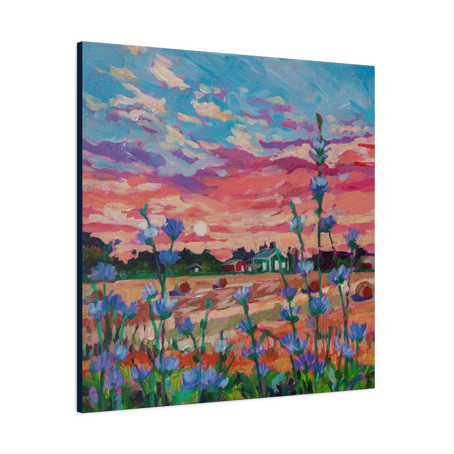 Chicory at Sunrise—Matte Canvas, Stretched, 1.25"