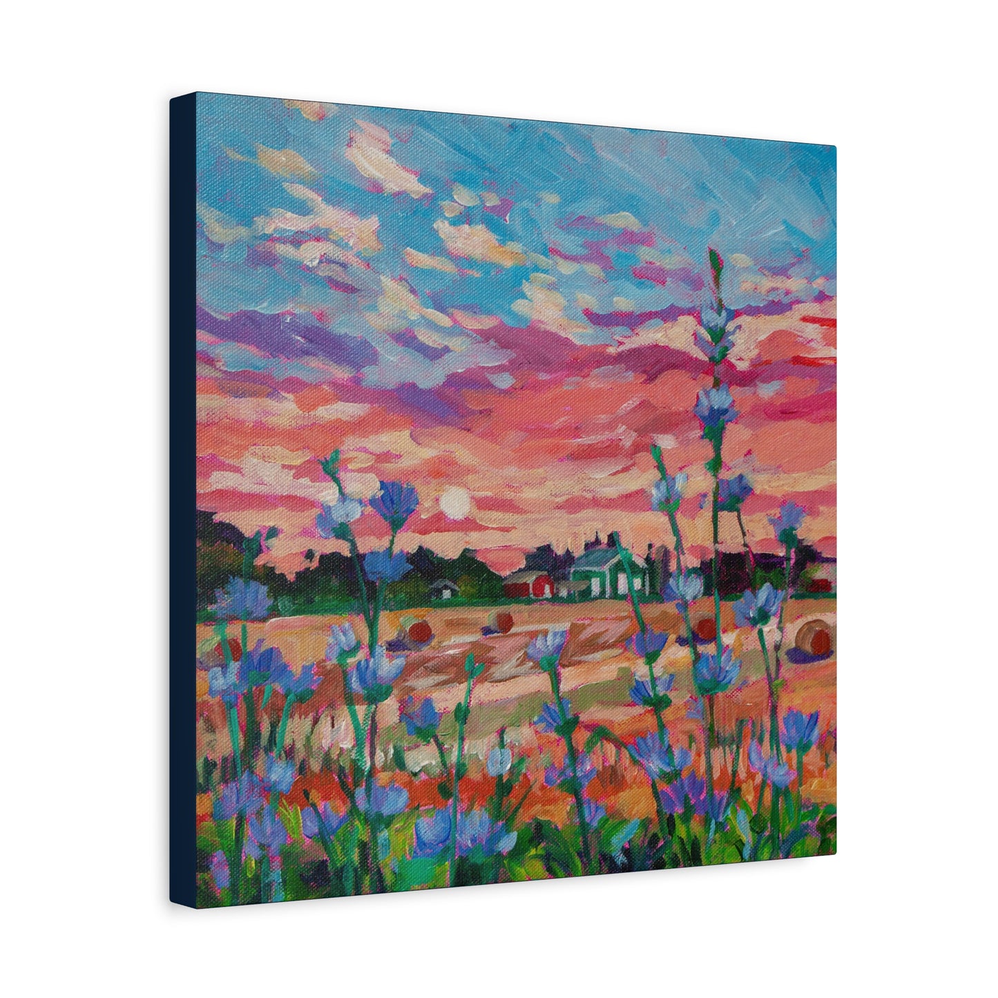 Chicory at Sunrise—Matte Canvas, Stretched, 1.25"