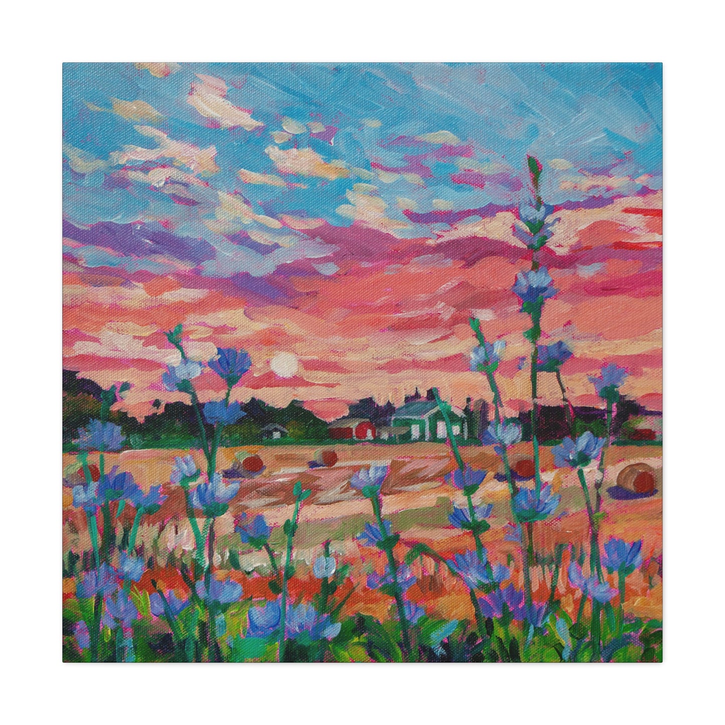 Chicory at Sunrise—Matte Canvas, Stretched, 1.25"