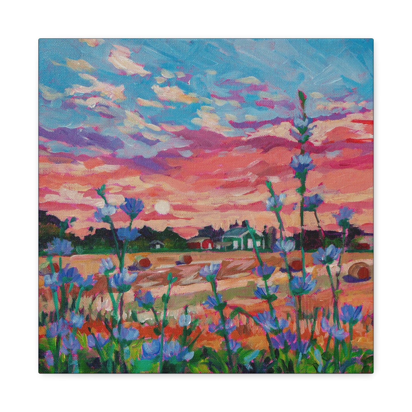 Chicory at Sunrise—Matte Canvas, Stretched, 1.25"