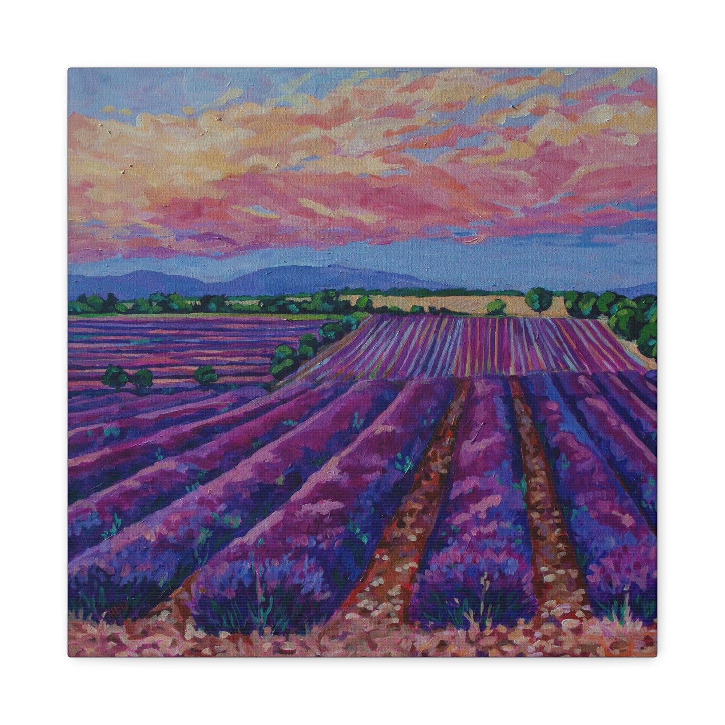 Lavender field at Sunset —Matte Canvas, Stretched, 1.25"