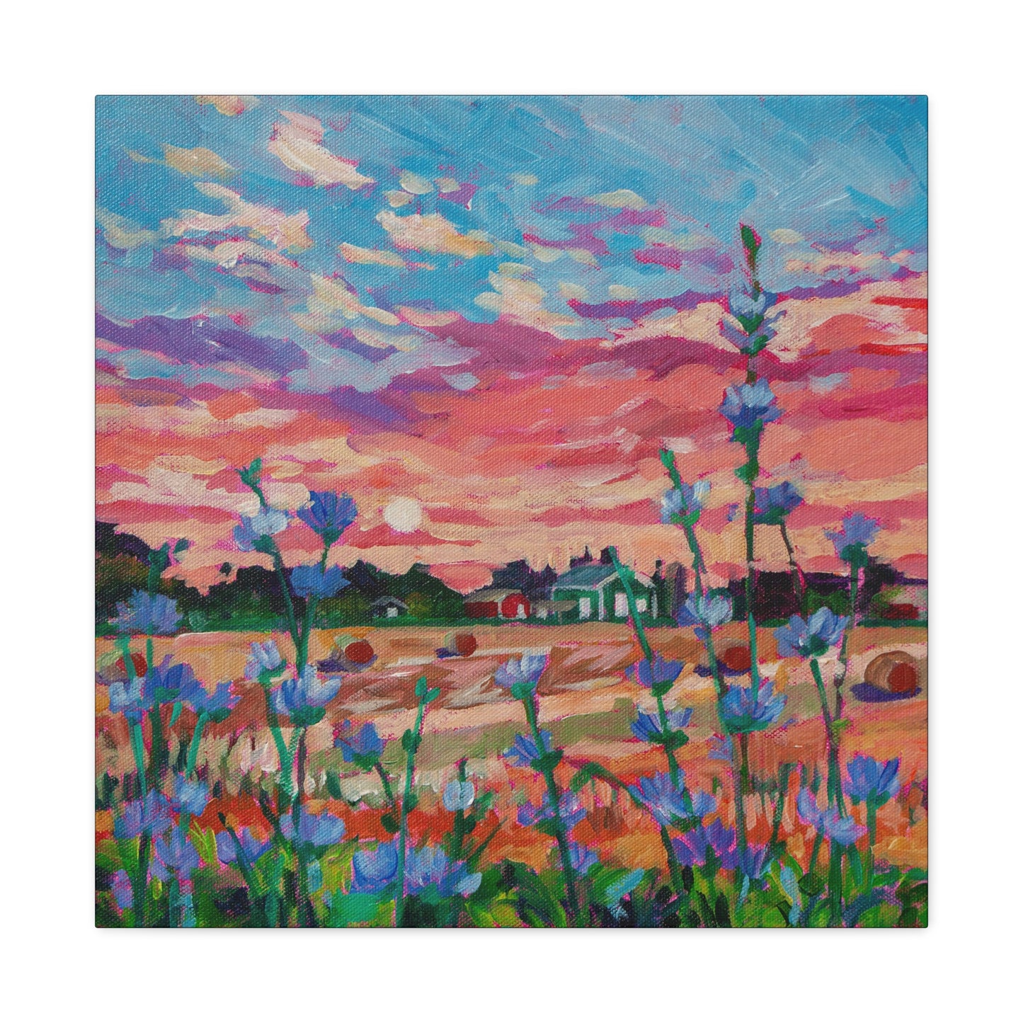 Chicory at Sunrise—Matte Canvas, Stretched, 1.25"