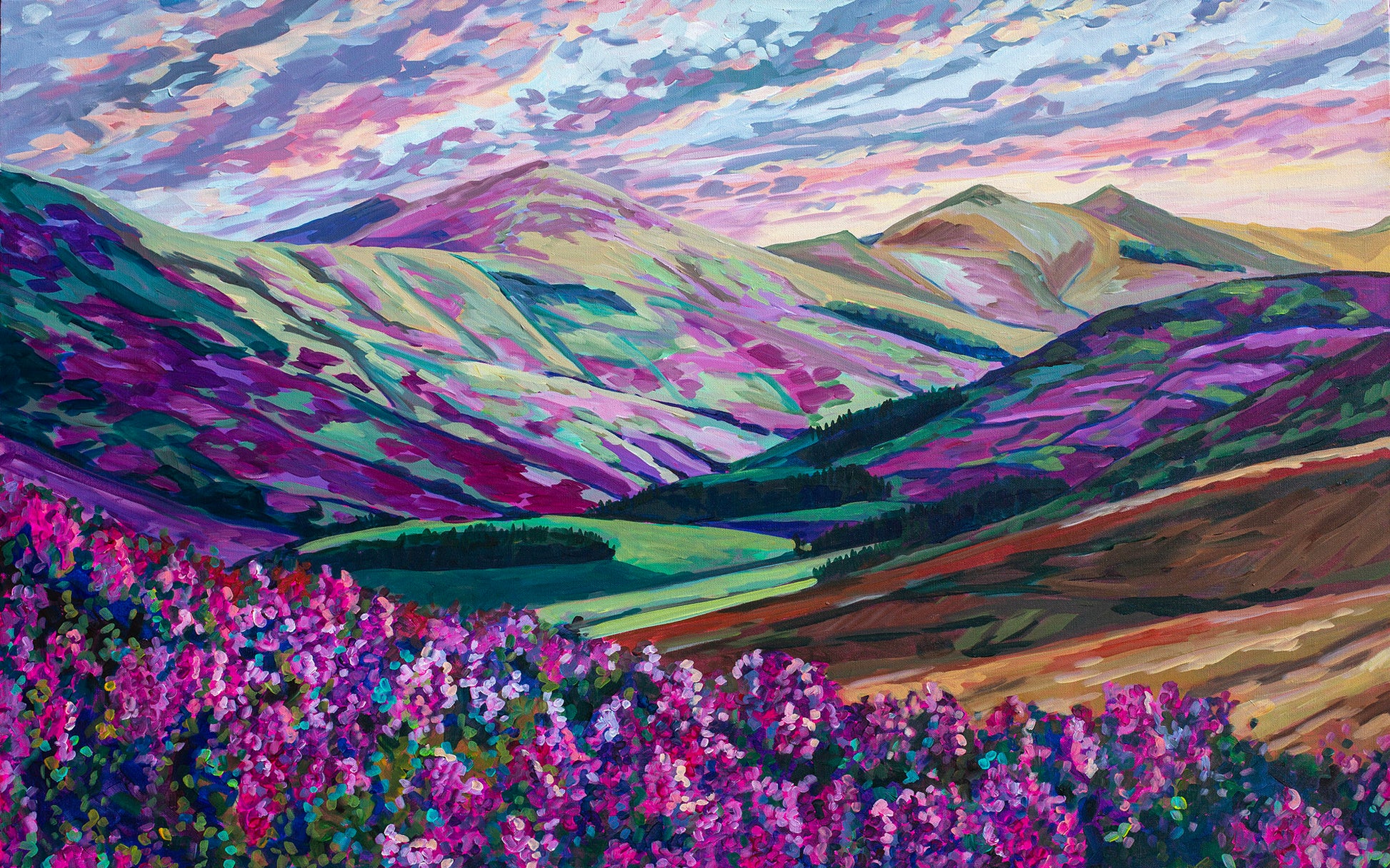 Impressionist vibrant landscape painting of mountains and rolling hills of Scotland with beautiful magenta and purples of wild Heather flowers covering portions of the hills.